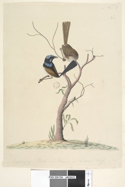 Pagina 34. Wren blu superbo Malarus cyaneus, 1791-92 da Unknown artist