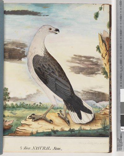 Aquila di mare dal petto bianco da Unknown artist