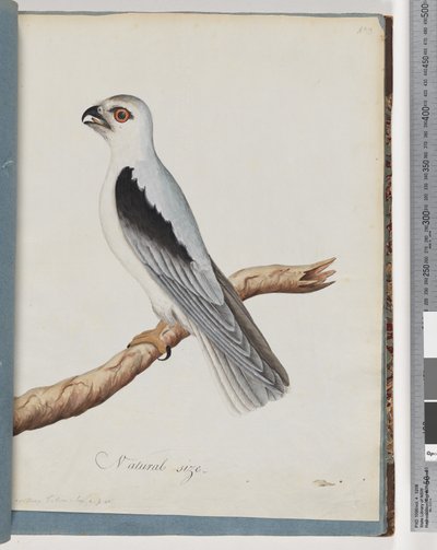Pagina 35. Nibbio dalle spalle nere. Falco ascellare da Unknown artist