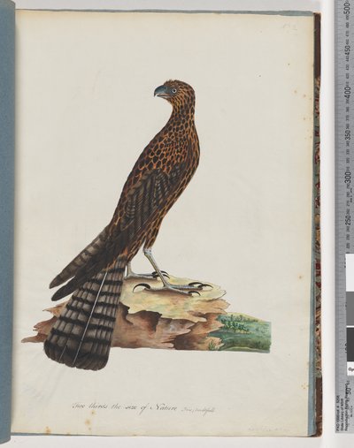 Pagina 36. Falco radiato da Unknown artist