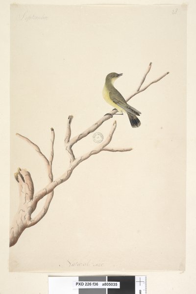 Pagina 36. Settembre. Spina gialla Acanthiza nana da Unknown artist