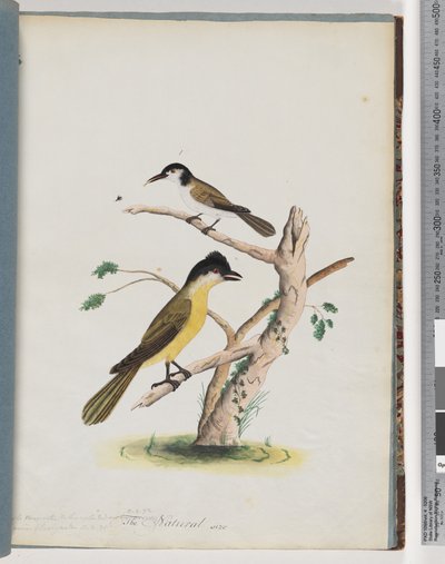 Pagina 37. 1. Uccello non identificato. Meliore agile. Rampichino dalla testa nera da Unknown artist