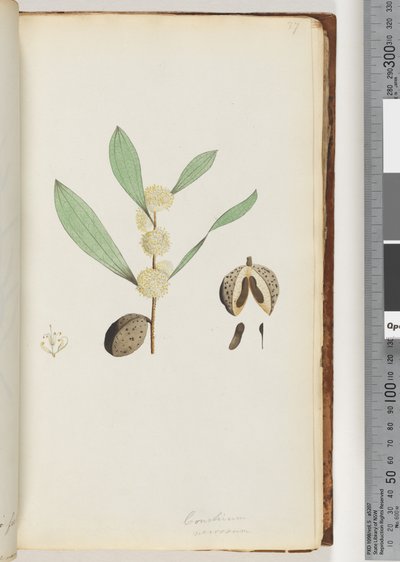 Pagina 37. Conchium nervosum da Unknown artist