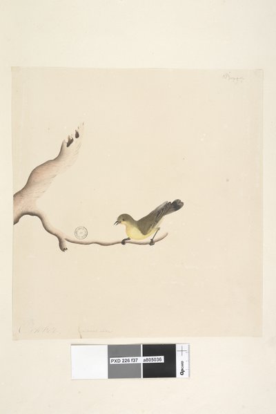 Pagina 37. Acanthiza nana, 1791-92 da Unknown artist