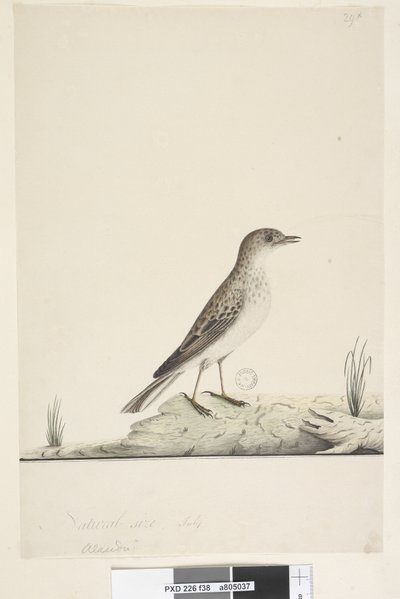 Pagina 38. Pipit Anthus australis, 1791-92 da Unknown artist