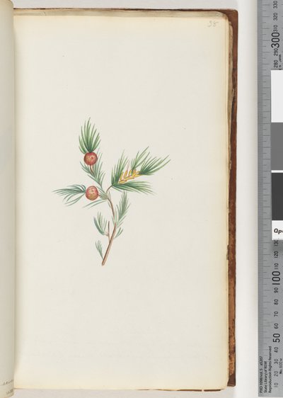 Pagina 38. Pianta non identificata da Unknown artist