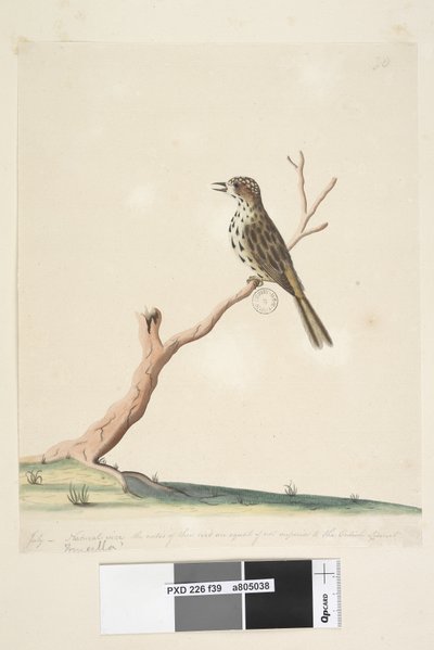 Pagina 39. Fringilla. lungo il bordo inferiore in una mano diversa luglio, dimensione naturale. Il canto di questo uccello è pari se non superiore a quello del Fanello inglese Speckled Warbler Chthonicola sagittata, 1791-92 da Unknown artist