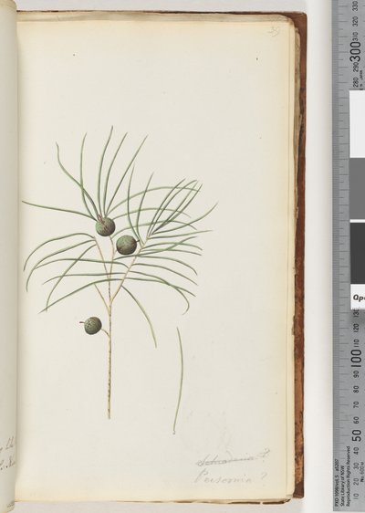 Pagina 39. Schraderia / Persoonia da Unknown artist