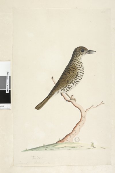 Pagina 3. Turdus. sotto il titolo in altra mano agosto dimensione naturale. Tordo del suolo Zoothera lunulata, 1791-92 da Unknown artist