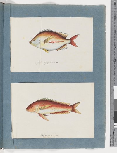 Pesce non identificato da Unknown artist