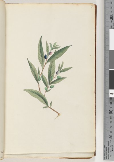 Pagina 3. Pianta non identificata da Unknown artist