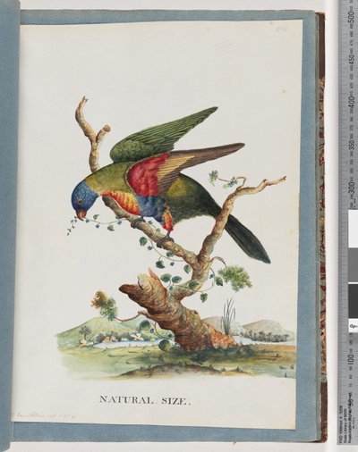 Pagina 40. Lorichetto arcobaleno. Ps. Haematodus. Pappagallo dal petto rosso o dal ventre blu da Unknown artist
