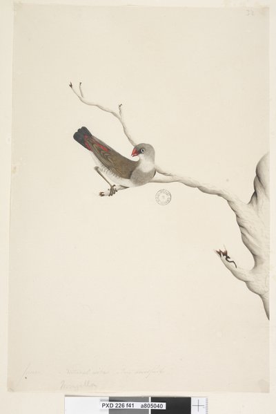 Pagina 41. Fringilla. sopra il titolo in altra mano giugno. Dimensione naturale. Iride dubbia. Diamante codafiamma Stagonopleura guttata, immaturo, 1791-92 da Unknown artist