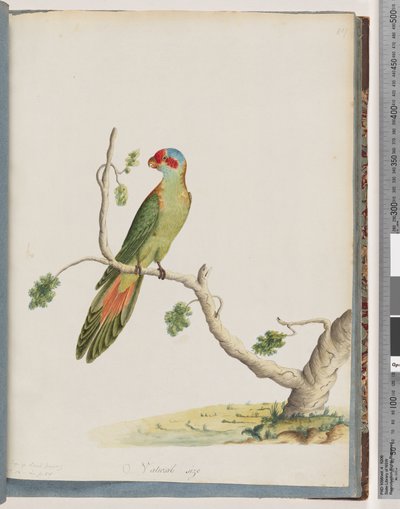 Pagina 41. Lorichetto muschiato da Unknown artist