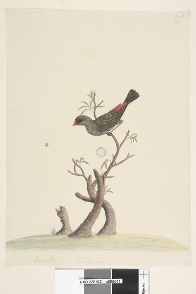 Pagina 42. Stagonopleura guttata, 1791-92 da Unknown artist