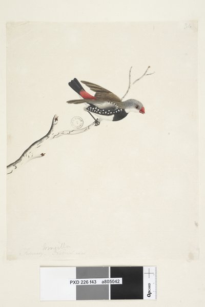 Fringilla. Diamante codalunga Stagonopleura guttata da Unknown artist