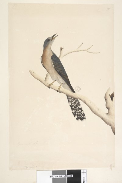 Cuculus. Cuculo ventaglio Cacomantis pyrrhophanus, maschio da Unknown artist