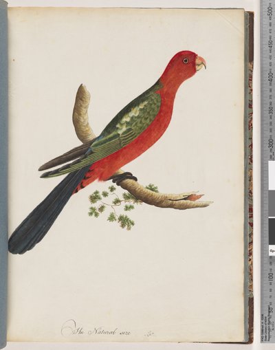 Pagina 44. Pappagallo reale da Unknown artist