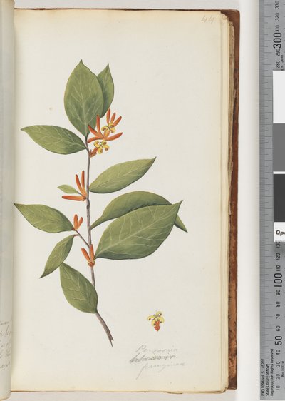 Pagina 44. Persoonia / Schraderia ferruginea da Unknown artist