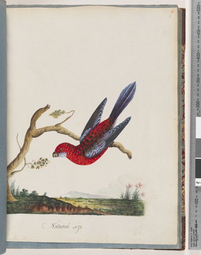 Pagina 45. Rosella Cremisi. Pappagallo di Pennant da Unknown artist