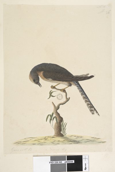 Cuculus. Cuculo ventaglio Cacomantis pyrrhophanus da Unknown artist