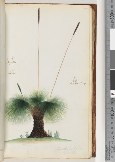 Pagina 45. Xanthorrhoea Hastile Albero d