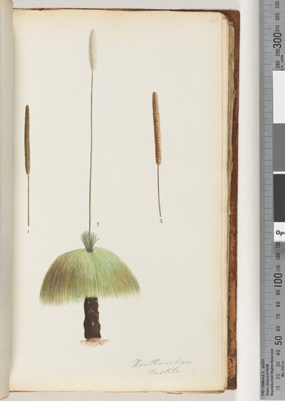 Pagina 46. Xanthorrhoea Hastile Albero d