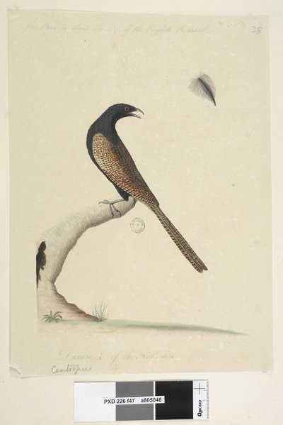 Pagina 47. Centropus phasianinus, 1791-92 da Unknown artist