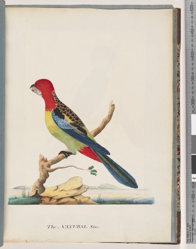 Pagina 47. Rosella Orientale. Pappagallo Nonpareil da Unknown artist