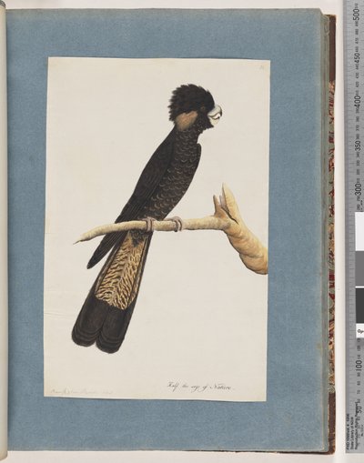 Pagina 48. Cacatua nero dalla coda gialla. Pappagallo di Banks da Unknown artist