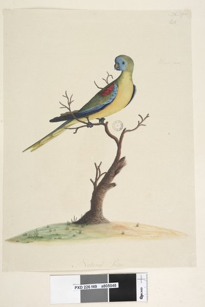 Pagina 49. Neophema pulchella, maschio, 1791-92 da Unknown artist