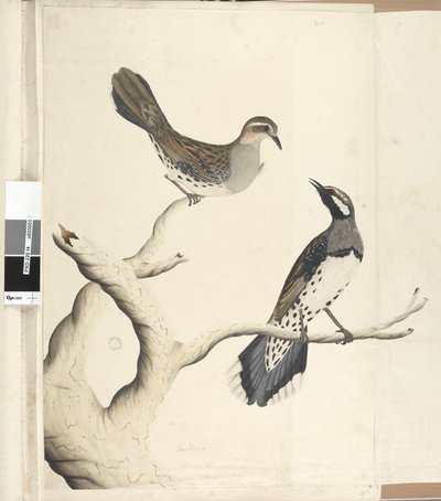 Pagina 4. Turdus. in una mano diversa Disegnato a grandezza naturale essendo gli unici due del genere finora visti nella Colonia, Giugno 1792 Quaglia Macchiata Cinclosoma punctatum da Unknown artist