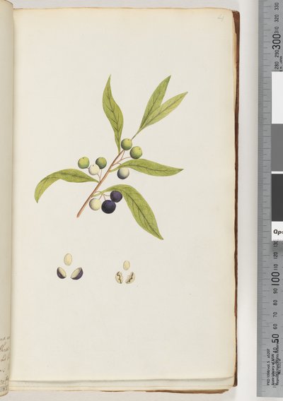 Pagina 4. Pianta non identificata da Unknown artist