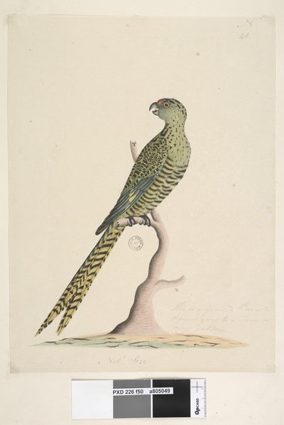 Pagina 50. Questo è un pappagallo di terra e non va mai su un albero o molto raramente. al centro inferiore in altra mano dimensione naturale. Pappagallo di terra Pezoporus wallicus, 1791-92 da Unknown artist
