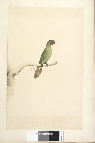 Pagina 51. Glossopsitta pusilla, 1791-92 da Unknown artist