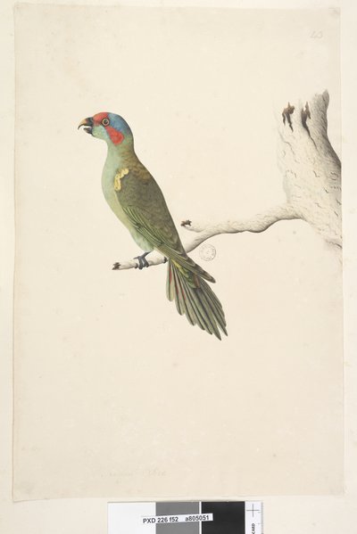 Lorichetti muschiato Glossopsitta concinna da Unknown artist