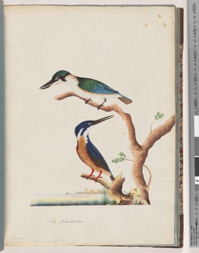 Pagina 53. 1. Martin pescatore sacro. Alcedo sacra 2. Martin pescatore azzurro. Martin pescatore a 2, 3 dita di N. Holland da Unknown artist