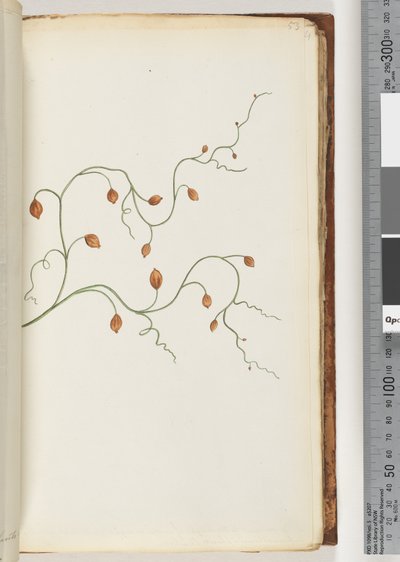 Pagina 53. Una rampicante si estende per sette o otto iarde e si trova principalmente avvolta intorno a piante e arbusti da Unknown artist