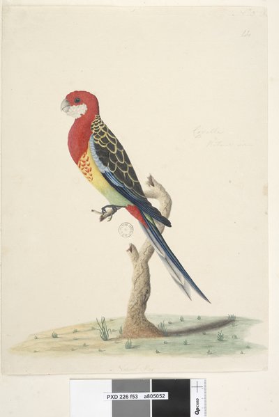 Pagina 53. Platycercus eximius, 1791-92 da Unknown artist