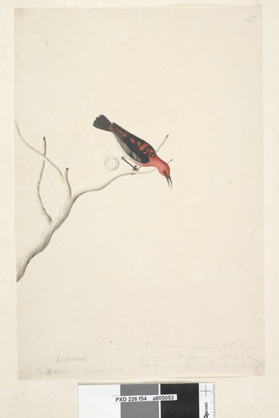 Pagina 54. Honeyeater scarlatto Myzomela sanguinolent da Unknown artist