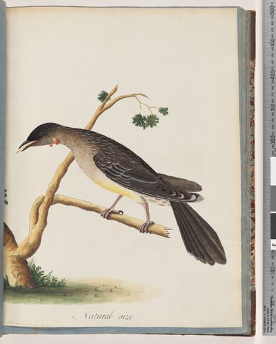 Pagina 55. Uccello Rosso. Merops carunculatus da Unknown artist