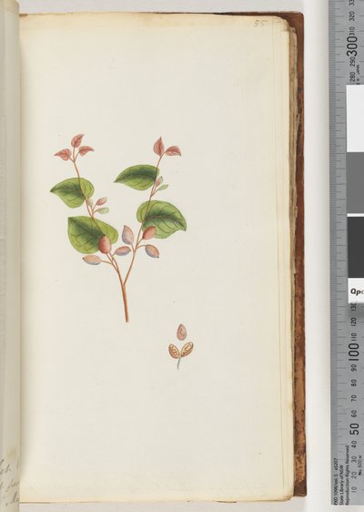 Pagina 55. Pianta non identificata da Unknown artist