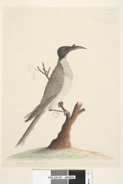 Pagina 55. Noisy Friarbird Philemon corniculatus, 1791-92 da Unknown artist