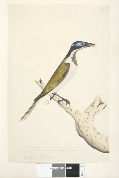 Pagina 56. Melephahu Cyanops da Unknown artist
