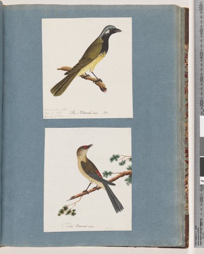 Pagina 56. Uccello non identificato. Turdus leucotis. 57. Fringuello dalle sopracciglia rosse. Turdus nuovo da Unknown artist