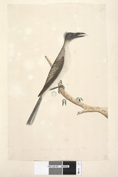 Pagina 57. Gennaio. Supposto giovane uccello Philemon corniculatus da Unknown artist