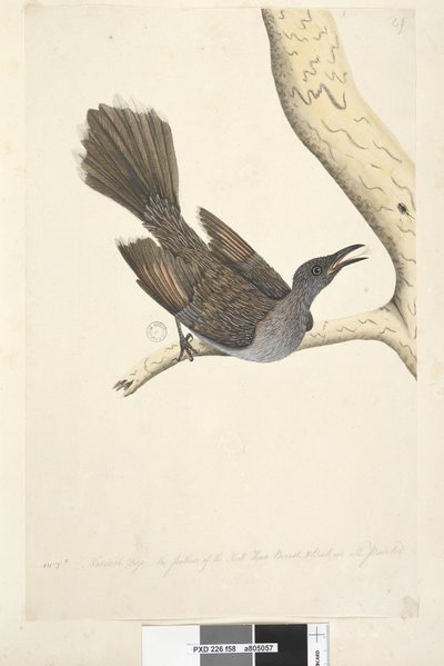 Pagina 58. Brush Wattle, Bird Anthochaera chrysoptera, 1791-92 da Unknown artist