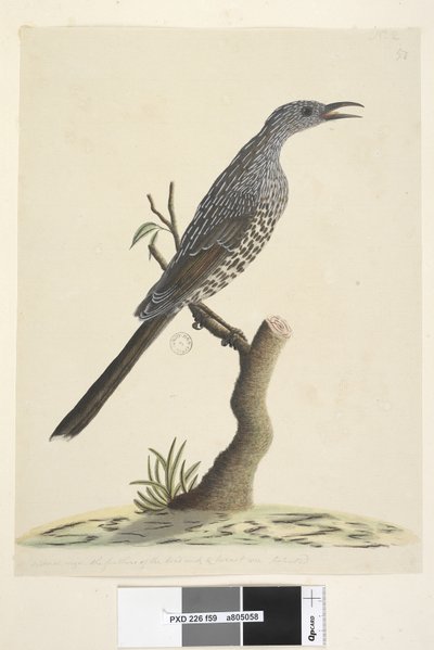 Pagina 59. Dimensione naturale, le piume della testa, del collo e del petto sono appuntite. Uccello wattle del pennello Anthochaera chrysoptera, 1791-92 da Unknown artist