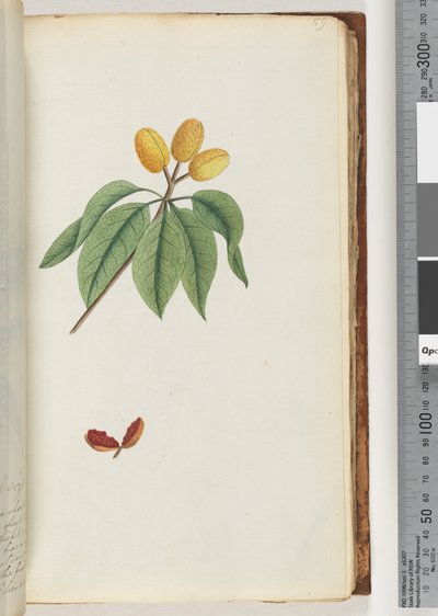 Pagina 59. Pilospermum mapon da Unknown artist