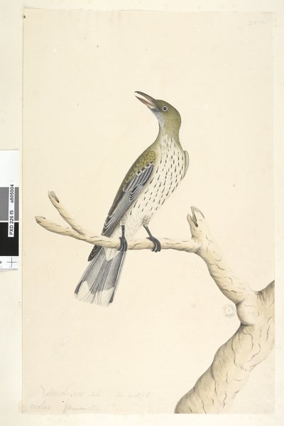 Pagina 5. Oriolus mimetis da Unknown artist